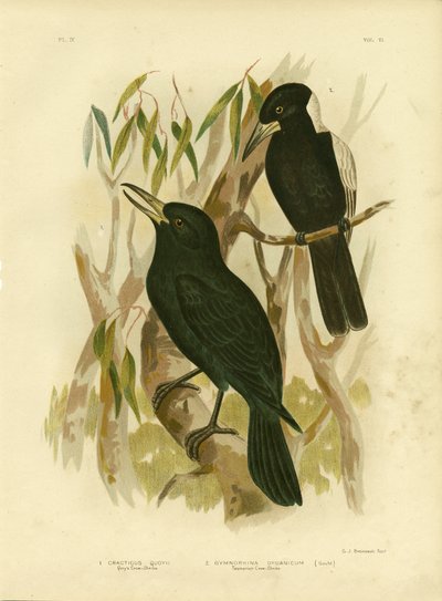 Corvo-macellaio nero di Quoy, 1891 da Gracius Broinowski